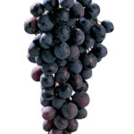 micheli palieri