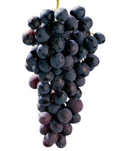 micheli palieri